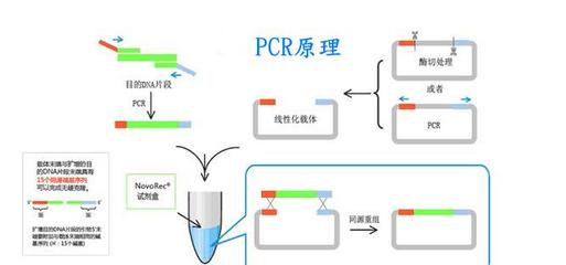 pcr软件开发算法,pcr检测应用